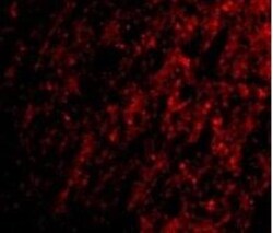 ATG12 Antibody - BSA Free, Novus Biologicals 0.1mg; Unlabeled:Antibodies,