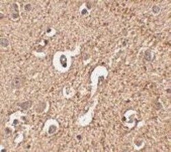 ATG12 Antibody - BSA Free, Novus Biologicals 0.1mg; Unlabeled:Antibodies,