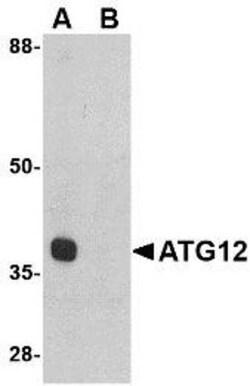 ATG12 Antibody - BSA Free, Novus Biologicals 0.1mg; Unlabeled:Antibodies,