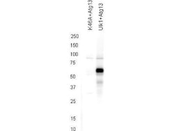 ATG13, p Ser355 Antibody, Novus Biologicals 0.1mg; Unlabeled:Antibodies,