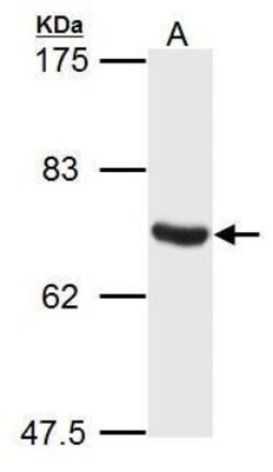 ATG14 Antibody, Novus Biologicals 0.1mL:Antibodies, Polyclonal