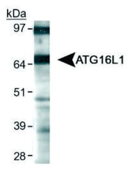 ATG16L1 Antibody - BSA Free, Novus Biologicals 0.1mL; Unlabeled:Antibodies,