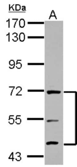 ATG16L1 Antibody, Novus Biologicals 0.1mL; Unlabeled:Antibodies, Polyclonal