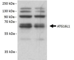ATG16L1 Antibody - BSA Free, Novus Biologicals 0.1mL; Unlabeled:Antibodies,