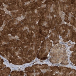 ATG4A Antibody, Novus Biologicals:Antibodies:Primary Antibodies