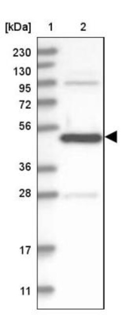 ATG4A Antibody, Novus Biologicals:Antibodies:Primary Antibodies