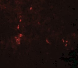 ATG4B Antibody - BSA Free, Novus Biologicals:Antibodies:Primary Antibodies