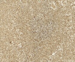 ATG4B Antibody - BSA Free, Novus Biologicals:Antibodies:Primary Antibodies