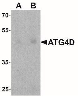 ATG4D Antibody - BSA Free, Novus Biologicals:Antibodies:Primary Antibodies