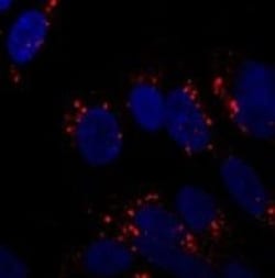 ATG5 Antibody - BSA Free, Novus Biologicals:Antibodies:Primary Antibodies