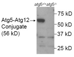 ATG5 Antibody - BSA Free, Novus Biologicals:Antibodies:Primary Antibodies