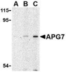 ATG7 Antibody - BSA Free, Novus Biologicals 0.1mg; Unlabeled:Antibodies,