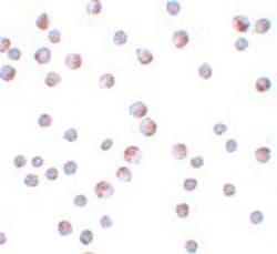 ATG9B Antibody - BSA Free, Novus Biologicals 0.1mg; Unlabeled:Antibodies,