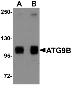 ATG9B Antibody - BSA Free, Novus Biologicals 0.1mg; Unlabeled:Antibodies,