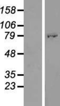 Novus Biologicals™ ATHL1 Overexpression Lysate