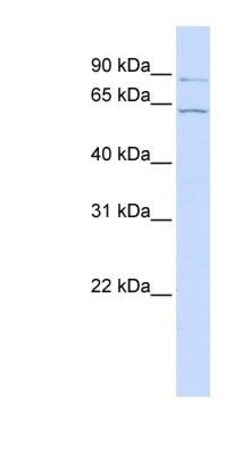 Atlastin-2 Antibody, Novus Biologicals 0.05mg; Unlabeled:Antibodies, Polyclonal
