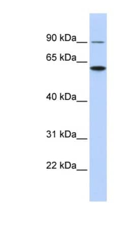 Atlastin-3 Antibody, Novus Biologicals 20&mu;L; Unlabeled:Antibodies, Polyclonal