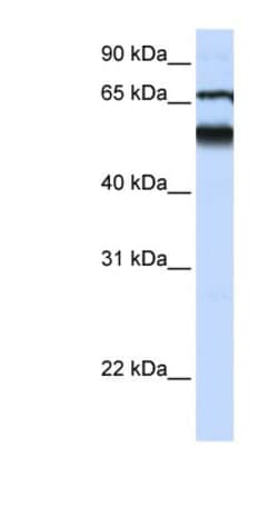 Atlastin-3 Antibody, Novus Biologicals 100&mu;L; Unlabeled:Antibodies,