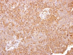 Atlastin-3 Antibody, Novus Biologicals 0.1mL; Unlabeled:Antibodies, Polyclonal
