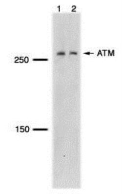 ATM Antibody (5C2), Novus Biologicals 0.1mL; Unlabeled:Antibodies, Monoclonal