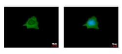 ATP Citrate Lyase Antibody, Novus Biologicals 0.1mL; Unlabeled:Antibodies,