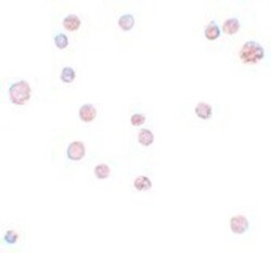 ATP11A Antibody - BSA Free, Novus Biologicals:Antibodies:Primary Antibodies