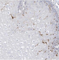 ATP13A1 Antibody, Novus Biologicals:Antibodies:Primary Antibodies