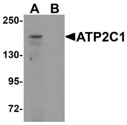 ATP2C1 Antibody - BSA Free, Novus Biologicals 0.025 mg, Unconjugated:Antibodies,