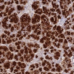 ATP5G2 Antibody, Novus Biologicals:Antibodies:Primary Antibodies