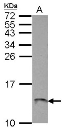 ATP5L Antibody, Novus Biologicals 0.1mL; Unlabeled:Antibodies, Polyclonal