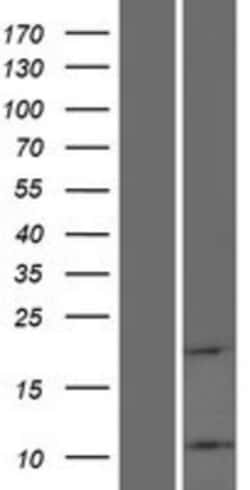 Novus Biologicals&trade;&nbsp;ATP5L2 Overexpression Lysate