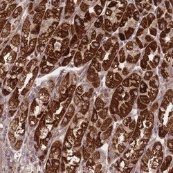 ATP5L Antibody, Novus Biologicals:Antibodies:Primary Antibodies