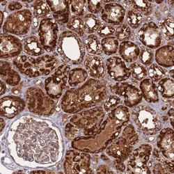 ATP5S Antibody, Novus Biologicals:Antibodies:Primary Antibodies