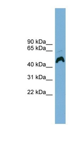 ATP6AP1 Antibody, Novus Biologicals:Antibodies:Primary Antibodies