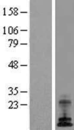 Novus Biologicals&trade;&nbsp;ATP6V0E1 Overexpression Lysate