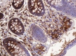ATP6V1B2 Antibody (OTI1E11), Novus Biologicals 0.1mL; Unlabeled:Antibodies,