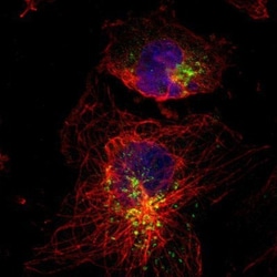 ATP6V1B2 Antibody, Novus Biologicals 0.1 mL | Buy Online | Novus Biologicals | Fisher Scientific