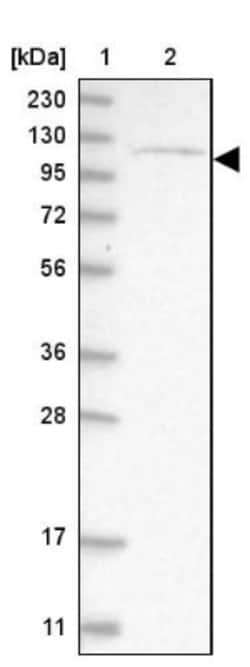 ATP9A Antibody, Novus Biologicals 0.1mL; Unlabeled:Antibodies, Polyclonal