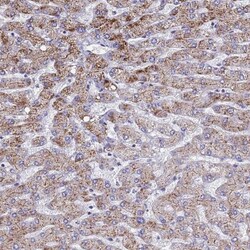 ATPAF1 Antibody, Novus Biologicals 25 &mu;L | Buy Online | Novus Biologicals | Fisher Scientific