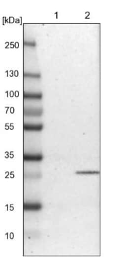 ATPAF2 Antibody, Novus Biologicals:Antibodies:Primary Antibodies