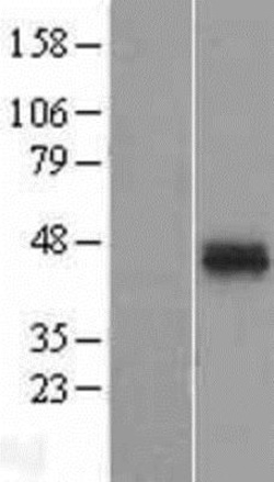 Novus Biologicals&trade;&nbsp;ATPase Na+/K+ beta 2 Overexpression Lysate