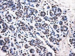 ATPB Antibody (OTI4E5), Novus Biologicals 0.1mL; Unlabeled:Antibodies,