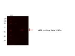 ATPB Antibody, Novus Biologicals 0.1mg; Unlabeled:Antibodies, Polyclonal