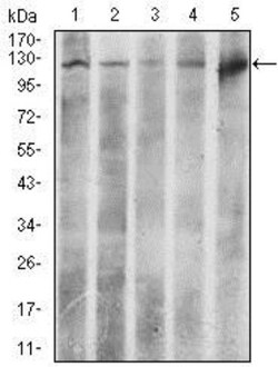 ATP Citrate Lyase Antibody (5F8D11) - BSA Free, Novus Biologicals 0.1mL;