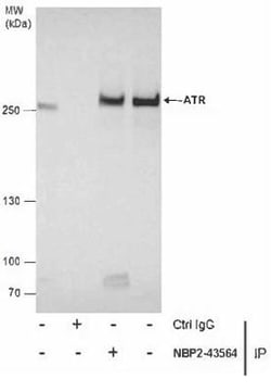 ATR, p Thr1989 Antibody (222), Novus Biologicals 0.1mL; Unlabeled:Antibodies,