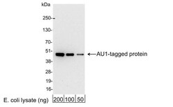 AU1 Epitope Tag Antibody, HRP, Novus Biologicals 0.1 mL | Buy Online | Novus Biologicals | Fisher Scientific