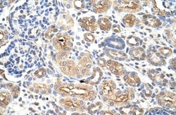 AUH Antibody, Novus Biologicals:Antibodies:Primary Antibodies