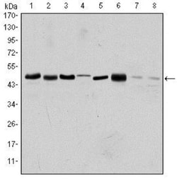 Aurora A Antibody (1F8) - BSA Free, Novus Biologicals:Antibodies:Primary
