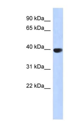 Aurora C Antibody, Novus Biologicals:Antibodies:Primary Antibodies