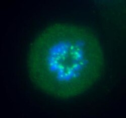 Aurora B Antibody - BSA Free, Novus Biologicals 0.025 mL, Unconjugated:Antibodies,